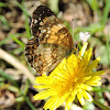 Silvery Checkerspot Butterfly