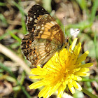 Silvery Checkerspot Butterfly