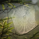 White spider web