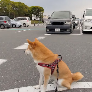 ヴォクシー