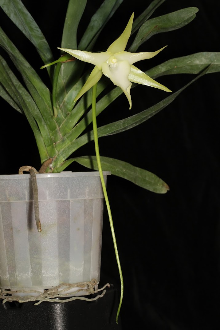 Angraecum sesquipedale var. angustifolium (bosseri) 8Y5A3m73gmJeLC3sQToE_VPpZIDrWbGTrOYv6YVrsYNiEccrQn9Pi8PeSXkGDsCiGjUijwlkQFyEWBqPZSTk-7SKyqh-n2AG0tgBeq1jIrboJj0IBwhklHC1_Lt0rOzCr1RYJ57MCsXL07aAODQc11L1Ddhit0O-OuUPUlglwDzLpUNIzsCANKn3VUSIOQTGgKMRR-BMcYT0jukAT8hf_WTvBAjqETXcFVBbst9oV4BVKrn3kbi42WyLWiwV2gkK0e2K7PGY3qOx8wQWSOKuN82TQtSR0ijVcB0ewTGYorCAb98DlIUlyo5emqiHzDwi7ri8CY2fslrUCNsEeT3emfyZQFqFBqSI7nbh7jyFpNh4ww26-VzevQ3dM-djFUP-xmtFTUly2HV3KEEfd9v-LIaHdSKn5TRirbhzW4sCdRKT1_bhGYY_9w5Xv4v3mtuvDlMxFAMoxGNxLUlU401b-JrHt_L1p0YS9-qL3S9VJEi6tIZrfEQjPLa-1JBEvcbsveFL9xwz-jmvQu06f80b6g1PHr-G0nBJYvd7IwWNxvgst2ElpzVxYgJrhH8_Ai8wte2TdhjU7dr3Cc83fDu2dT4R1rV2l1NiP6R-P-NE-kU4xTg=w716-h1073-no