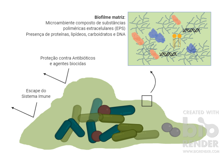 A estrutura do biofilme