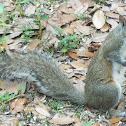 Eastern Gray Squirrel