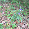 Ohio Spiderwort