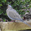 Mourning Dove