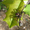 Elegant Crab Spider, male