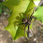 Elegant Crab Spider, male