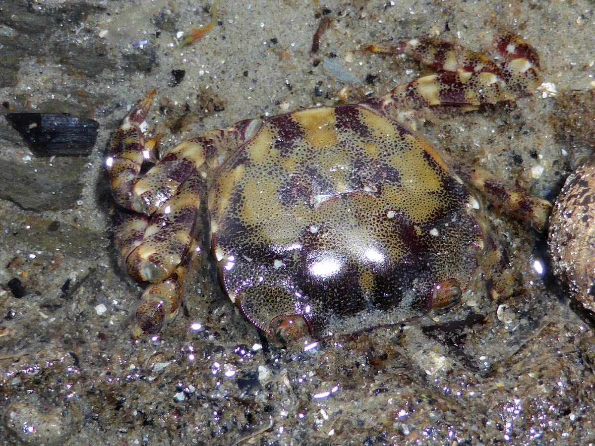 Asian Shore Crab