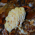 Yellow coral mushroom