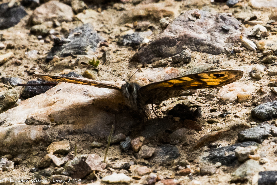 Wall Brown