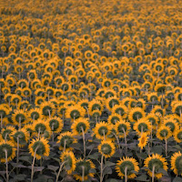 Campo di girasoli di 