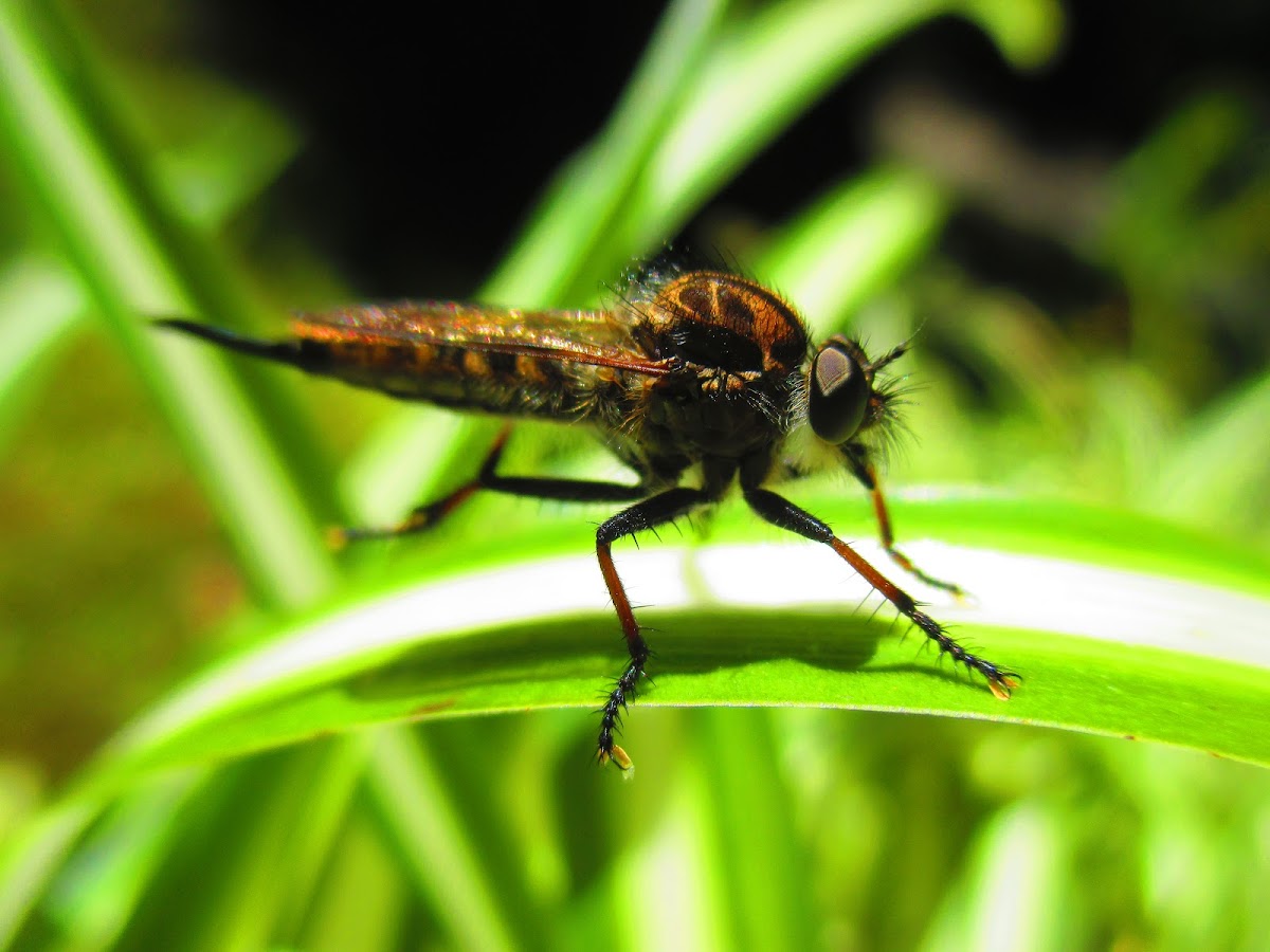 Robber fly