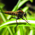 Robber fly