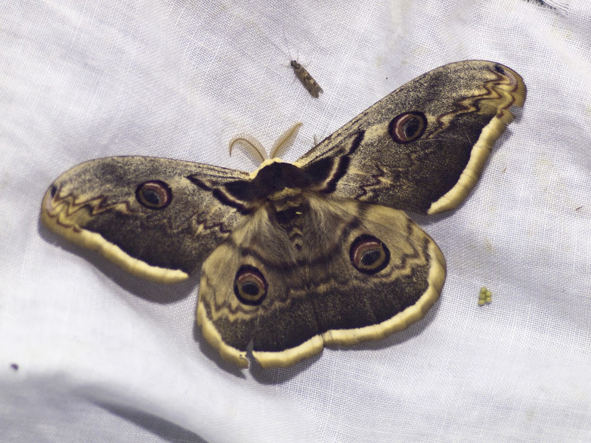 Giant peacock moth