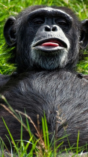 Funny Monkey.Live wallpaper