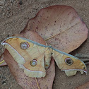 Japanese Silk moth