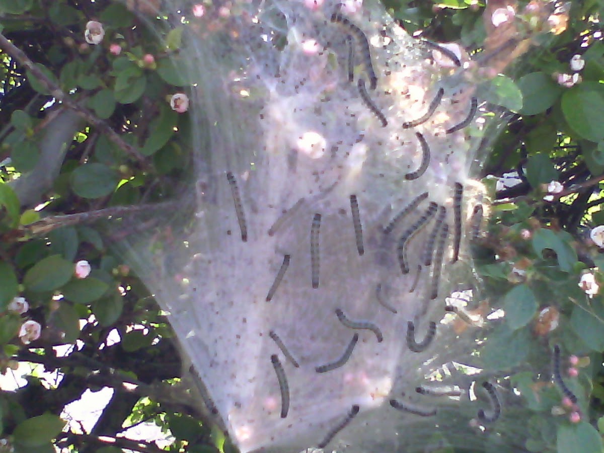 Tent Caterpillars