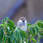 Spanish Sparrow