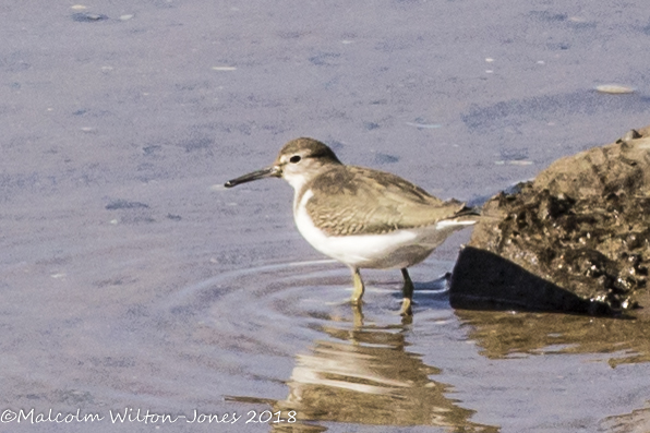 Common Sandpiper