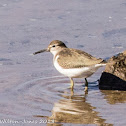 Common Sandpiper