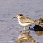 Common Sandpiper