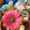 Variegated Lace hedgehog cactus Hybrid