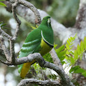 Cloven-feathered Dove