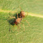 Ant Mimicking Jumping Spider