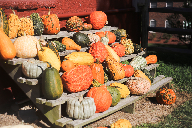 Fall Day Trip: Winery, Apple Orchards & a Pumpkin Patch