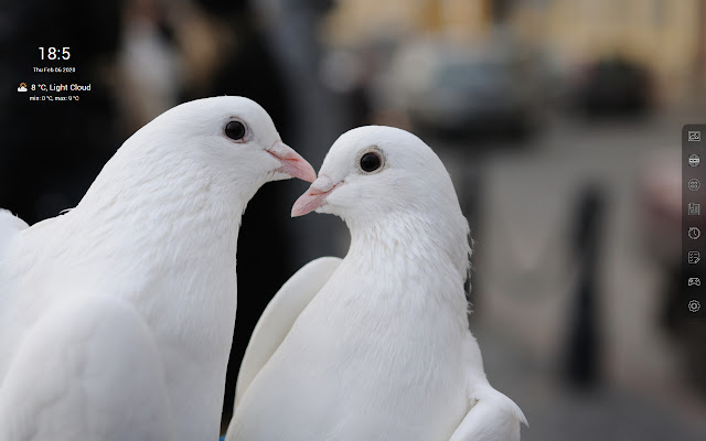 White pigeons HD Wallpapers - Custom New Tab