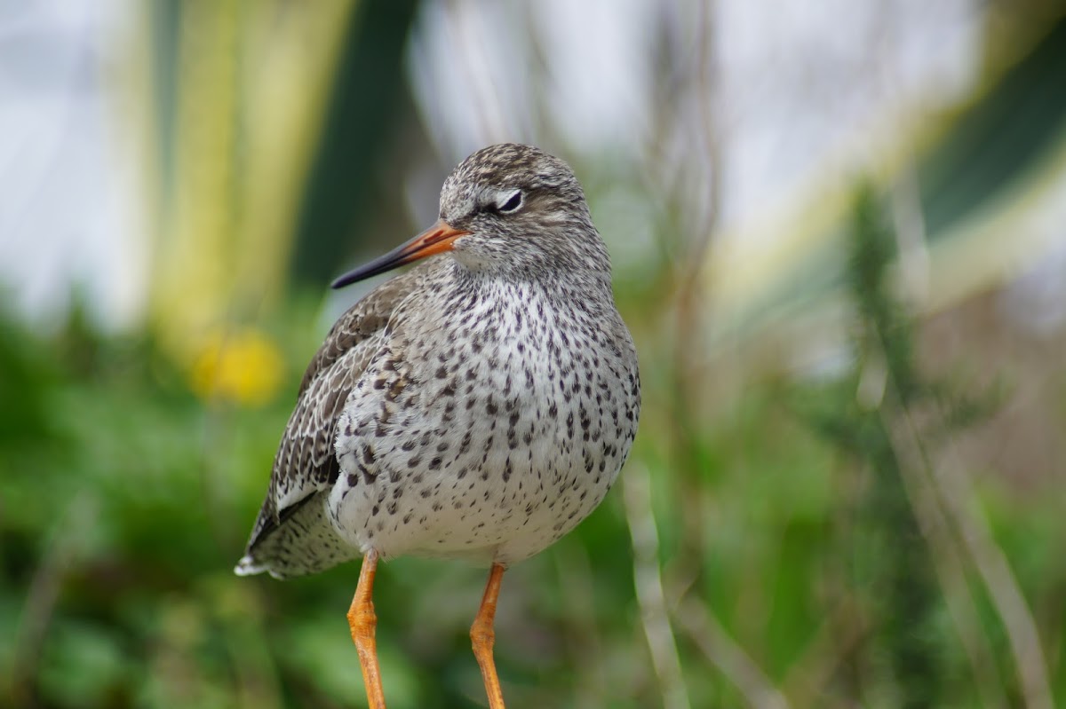 Redshank