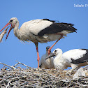 European White Stork