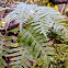 Appalachian Rock Polypody