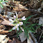 Cutleaf Toothwort