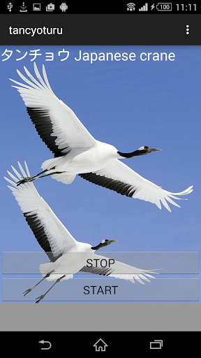 Red-crowned crane cries