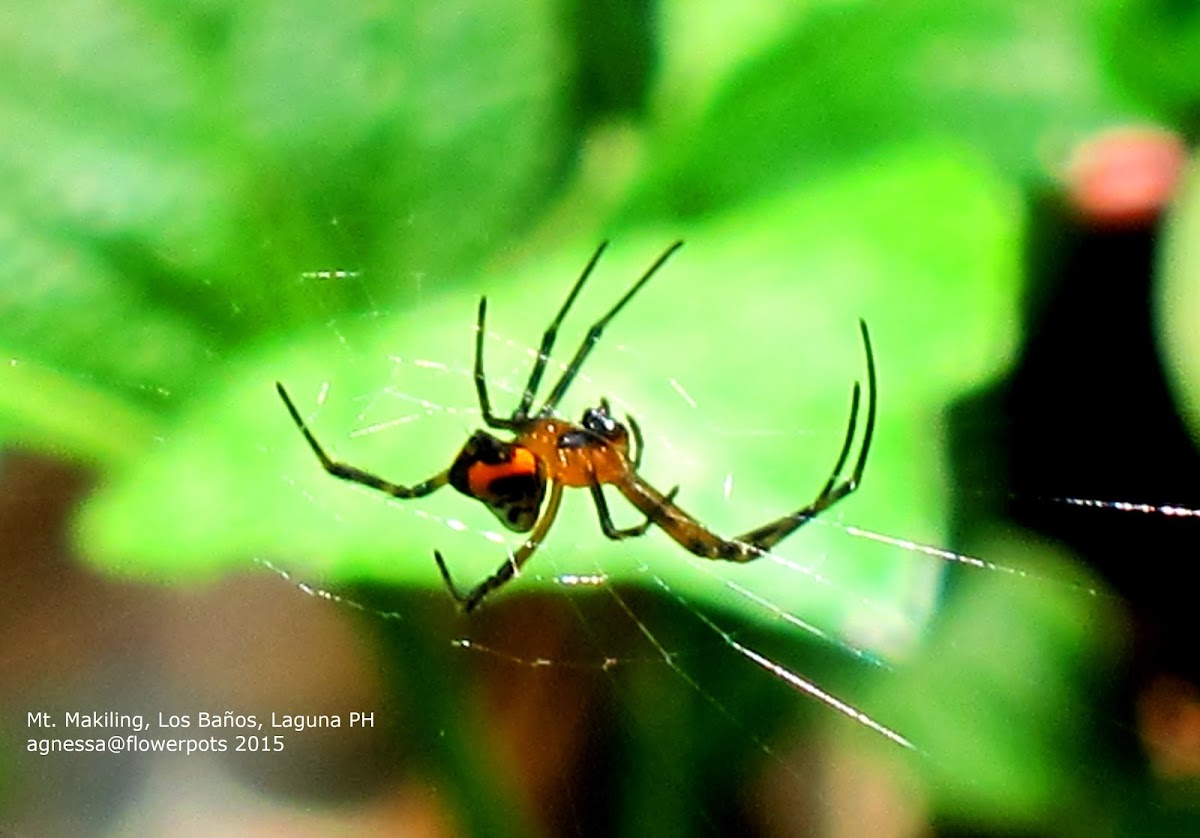 Pear-shaped Leucauge ♀