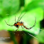 Pear-shaped Leucauge ♀