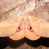 Silk Moth