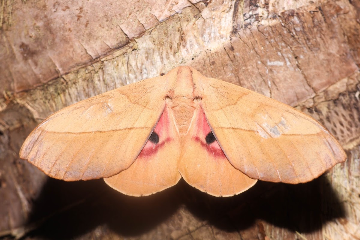 Silk Moth