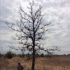 Bur oak