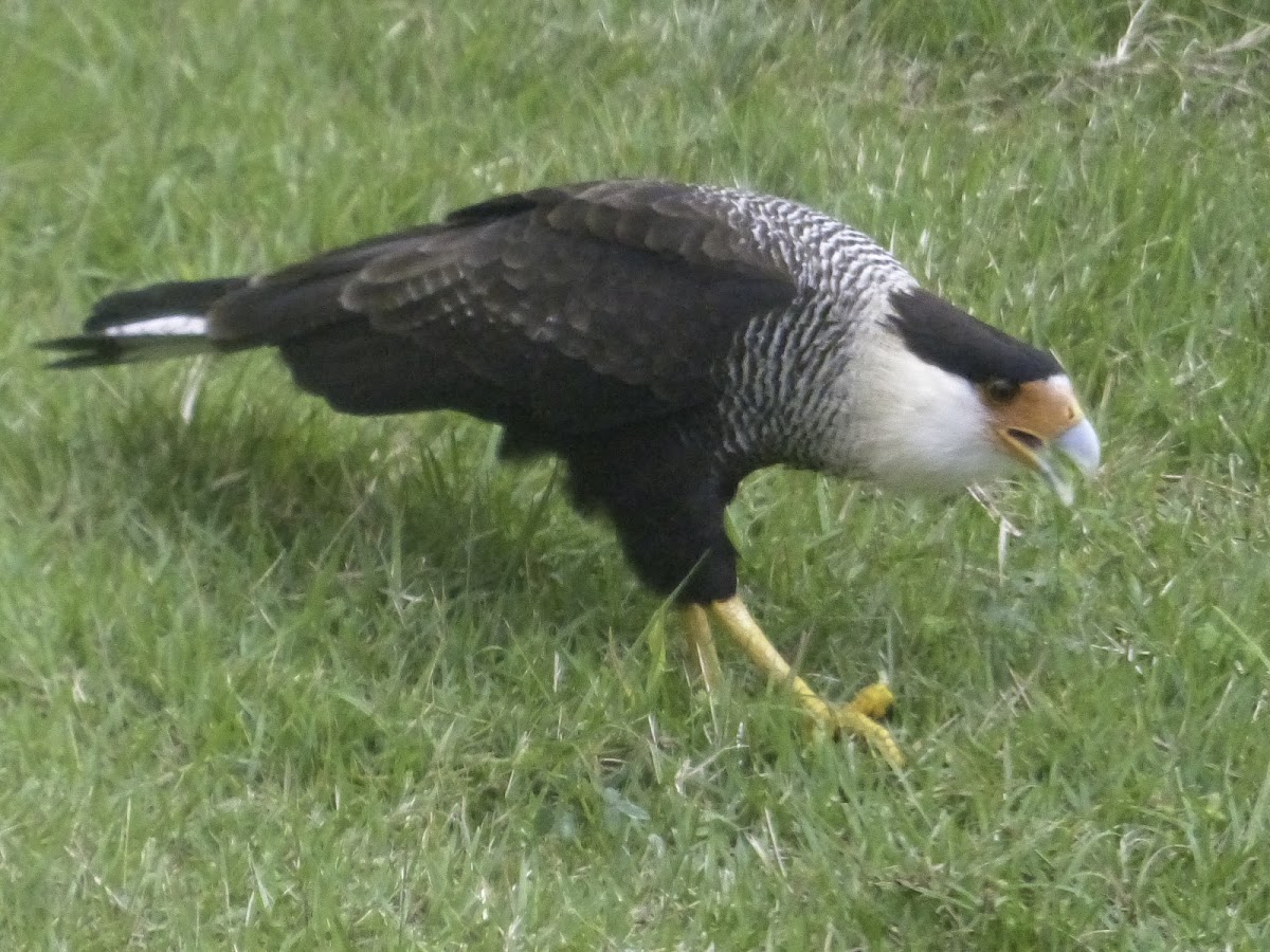 Southern crested caracara