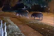 Two hippos roamed the streets of Meerensee in Richards Bay on the KwaZulu-Natal north coast on Saturday evening. 