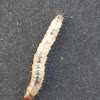 Indian mealmoth ( larvae )