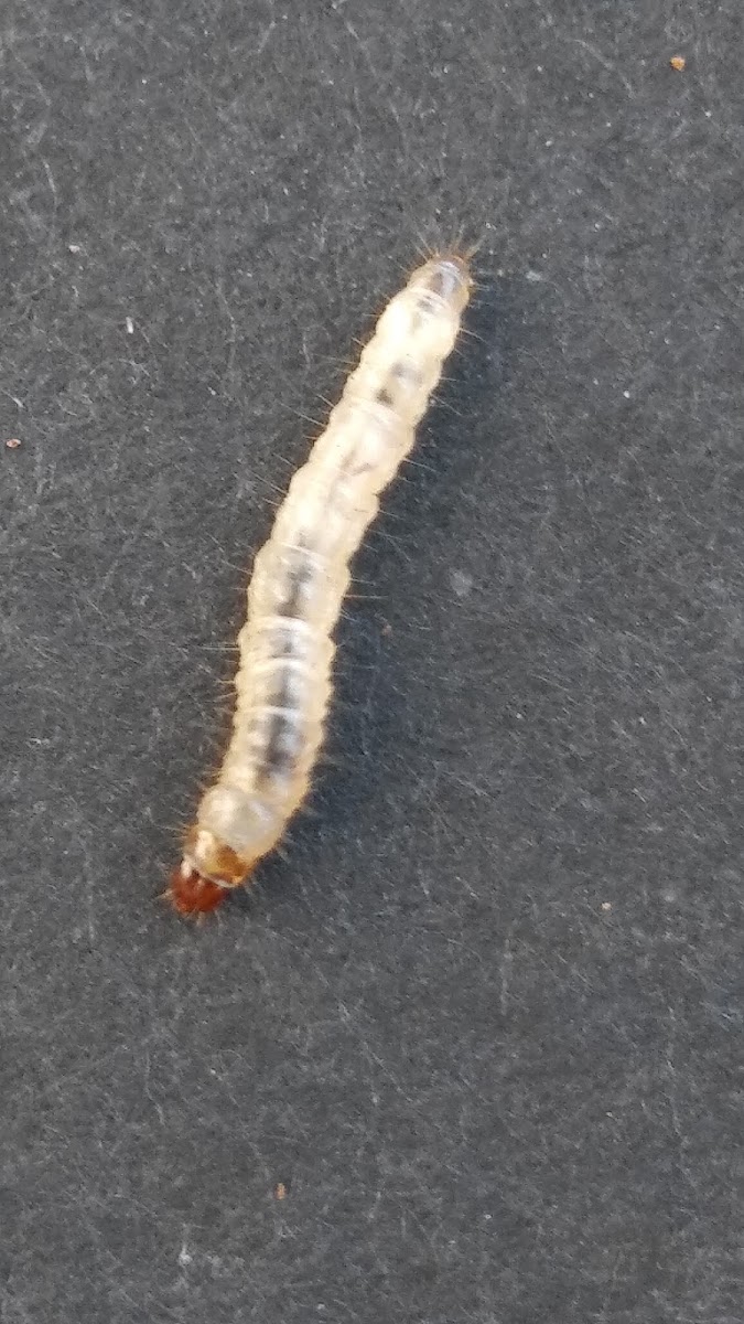 Indian mealmoth ( larvae )