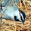 Mountain chickadee