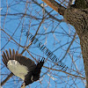 Pileated Woodpecker