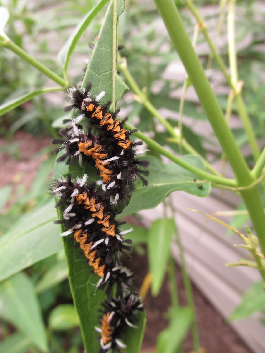 Milkweed Tussock Moth