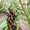 Milkweed Tussock Moth