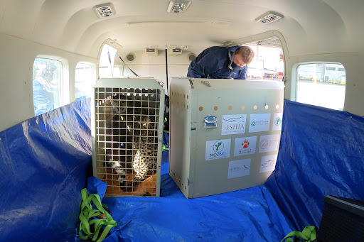 The four cheetahs safely on board the plane.