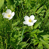 Canada Anemone